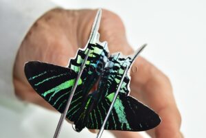 :::BULK SALE:::: Urania leilus A1 ♂ GREEN MOTH