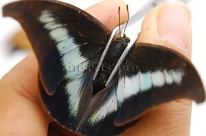 :::BULK SALE:::: Anaea falcata A1 ♂ RARE ANAEINI