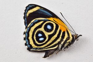 :::BULK SALE:::: Callicore eunomia eunomia A1 ♂