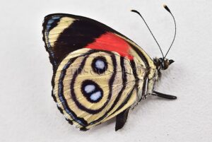 :::BULK SALE:::: Callicore hystaspes zelphanta A1 ♂