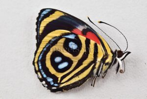 :::BULK SALE:::: Callicore peristera A1 ♂