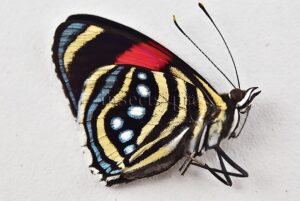 :::BULK SALE:::: Callicore hesperis A1 ♂