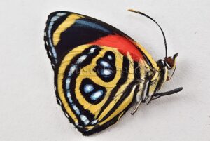 :::BULK SALE:::: Callicore cyllene A1 ♂