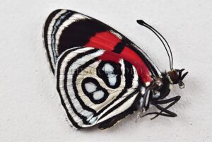 :::BULK SALE:::: Catacore kolyma A1 ♂