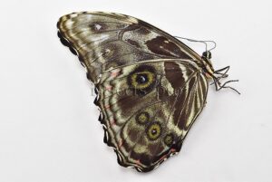 Morpho deidamia mariae A1 ♀ ABERRATION* BLURRED VERSO