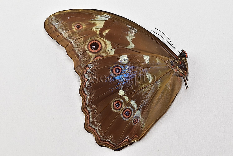Morpho godartii tingomariensis A1 ♂ ABERRATION* BLUE ON VERSO - Image 2