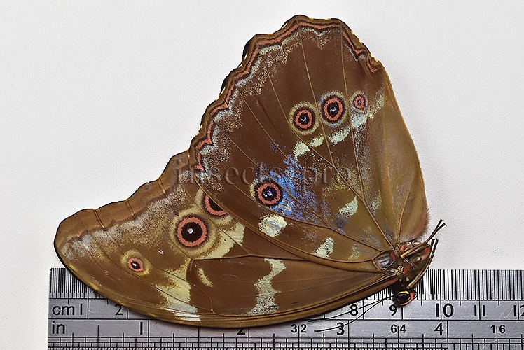 Morpho godartii tingomariensis A1 ♂ ABERRATION* BLUE ON VERSO - Image 3