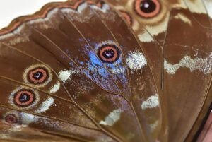 Morpho godartii tingomariensis A1 ♂ ABERRATION* BLUE ON VERSO