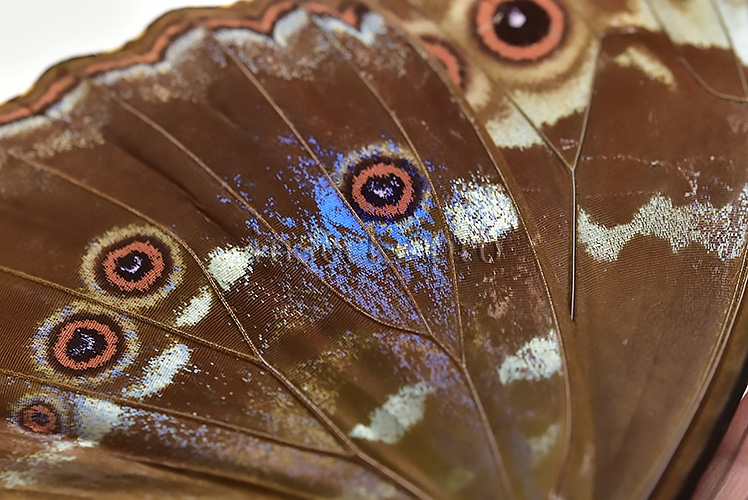 Morpho godartii tingomariensis A1 ♂ ABERRATION* BLUE ON VERSO