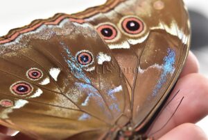 Morpho godartii tingomariensis A1 ♂ ABERRATION* BLUE ON VERSO