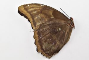 Morpho godartii tingomariensis A1 ♂ ABERRATION* BLURRED VERSO