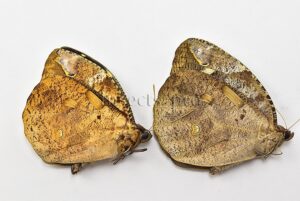 Dynastor darius A1 ♂♀ PAIR (male + female)