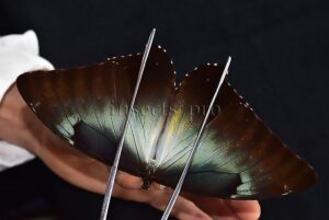 Morpho cisseis gahua f. gahua ♂