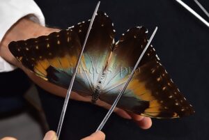 :::BULK SALE:::: Morpho cisseis gahua A1 ♀