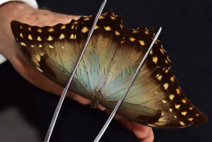Morpho amphitryon cinereus ♂