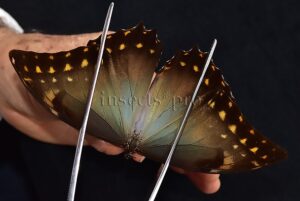 Morpho amphitryon cinereus ♂