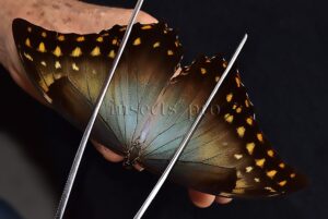 Morpho amphitryon cinereus ♂