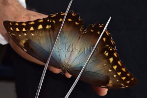 Morpho amphitryon cinereus ♂