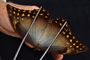 Morpho amphitryon cinereus ♂