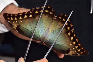 Morpho amphitryon cinereus ♂