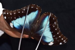Morpho menelaus occidentalis ♀