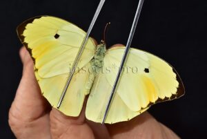 Anteos menippe A1 ♂ ABERRATION* RARE