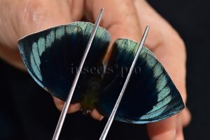 Anaea dia divina A1 ♂ BLACK