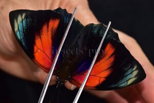 Agrias beatifica x Agrias claudina lugens A1 ♀