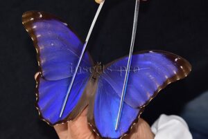 Morpho godartii tingomariensis A1 ♂ ABERRATION* RARE SET of 3 sp.