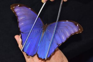 Morpho godartii tingomariensis A1 ♂ ABERRATION* RARE