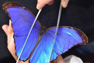 Morpho godartii tingomariensis A1 ♂ ABERRATION* RARE BLACK APEX