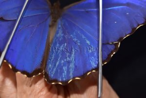 Morpho godartii tingomariensis A1 ♂ ABERRATION* RARE