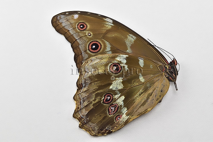 Morpho godartii tingomariensis A1 *GYNANDROMORPH* ⚥ MOSAIC SPECIMEN** ABDOMEN INCLUDED. - Image 2