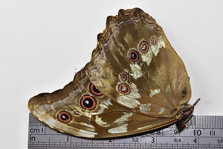 Morpho godartii tingomariensis A1 *GYNANDROMORPH* ⚥ MOSAIC SPECIMEN** ABDOMEN INCLUDED. - Image 3
