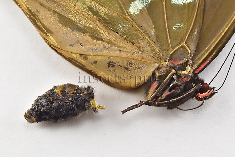 Morpho godartii tingomariensis A1 *GYNANDROMORPH* ⚥ MOSAIC SPECIMEN** ABDOMEN INCLUDED. - Image 4