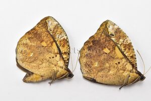 Dynastor darius A1 ♀ SET of 2 sp.