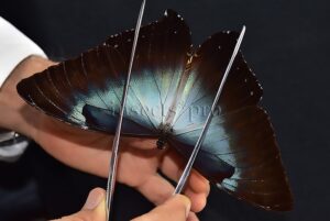 Morpho cisseis gahua ♂