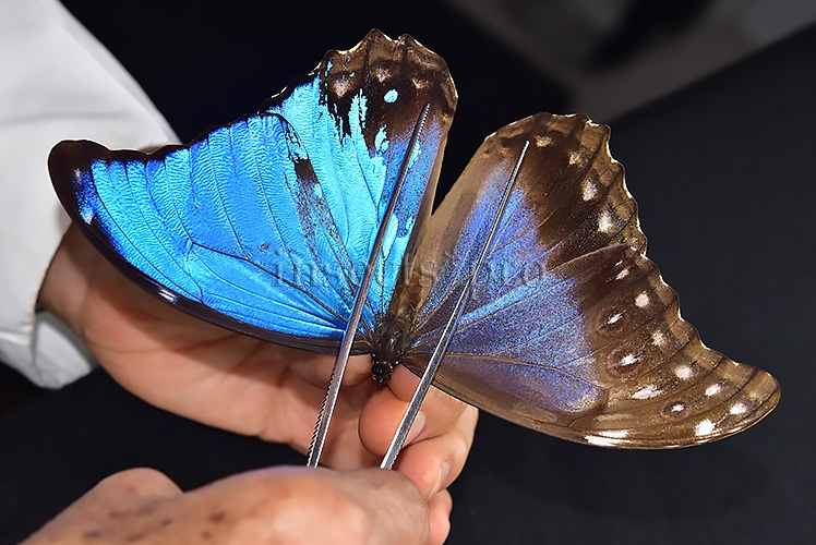 Morpho godartii tingomariensis A1 *GYNANDROMORPH* ⚥ MOSAIC SPECIMEN** ABDOMEN INCLUDED.