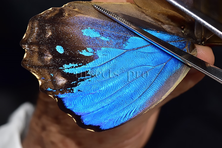 Morpho godartii tingomariensis A1 *GYNANDROMORPH* ⚥ MOSAIC SPECIMEN** ABDOMEN INCLUDED. - Image 8
