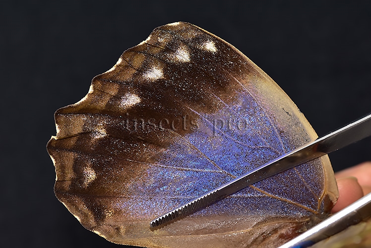 Morpho godartii tingomariensis A1 *GYNANDROMORPH* ⚥ MOSAIC SPECIMEN** ABDOMEN INCLUDED. - Image 9