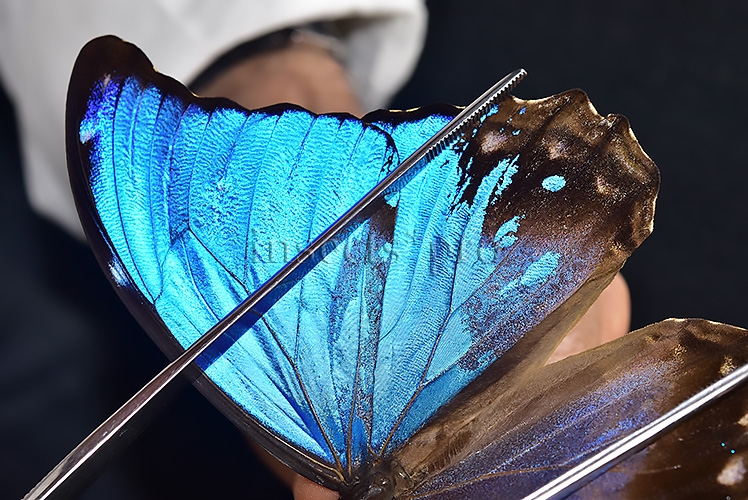 Morpho godartii tingomariensis A1 *GYNANDROMORPH* ⚥ MOSAIC SPECIMEN** ABDOMEN INCLUDED. - Image 5