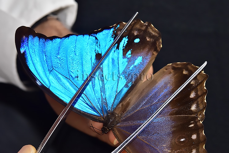 Morpho godartii tingomariensis A1 *GYNANDROMORPH* ⚥ MOSAIC SPECIMEN** ABDOMEN INCLUDED. - Image 6