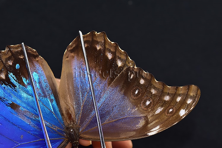 Morpho godartii tingomariensis A1 *GYNANDROMORPH* ⚥ MOSAIC SPECIMEN** ABDOMEN INCLUDED. - Image 7