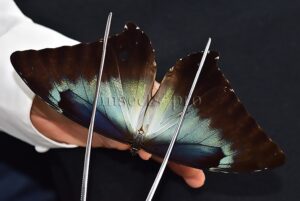 Morpho cisseis gahua f. gahua A1 ♂ BLUE FORM