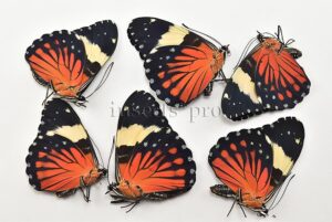 :::BULK SALE:::: Hamadryas amphinome amphinome A1 ♂ RED CRACKER