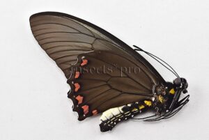 :::BULK SALE:::: Battus crassus crassus A1 ♂