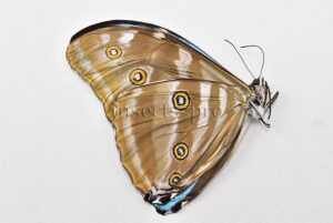 :::BULK SALE:::: Morpho eugenia uraneis A1/A1- ♂ GOOD PRICE