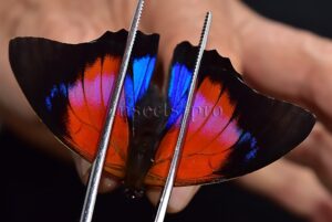 Agrias claudina lugens x Prepona sp. A1 ♂