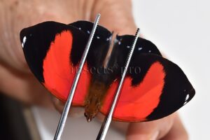 :::BULK SALE:::: Siderone marthesia A1 ♀