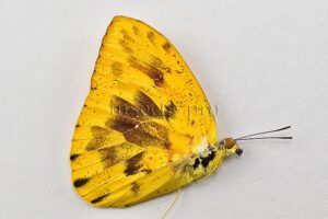 Phoebis philea philea A1 ♂ ABERRATION* ABERRANT